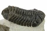 Bargain, Morocops Trilobite - Ofaten, Morocco #272839-2